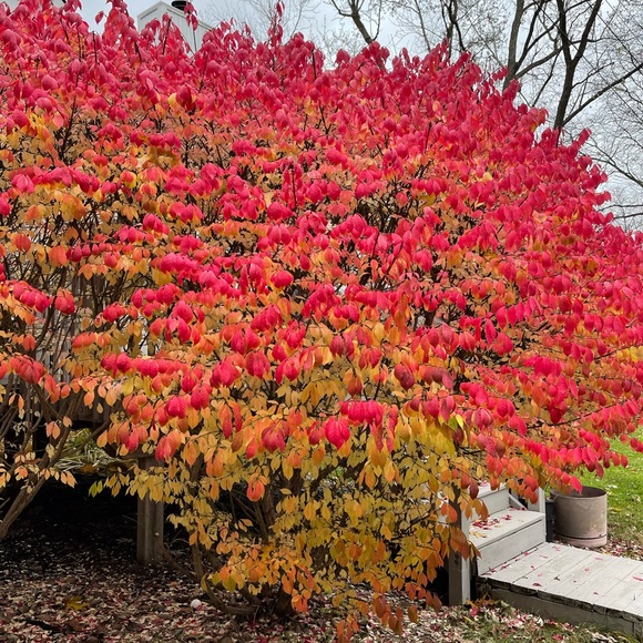 Meet your Posher, Blanca - Picture 1 of 1